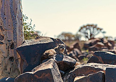 石头,蹄兔,纳米比亚,抖树,树林