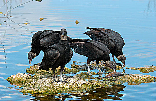 黑色,秃鹰,成年,鱼,佛罗里达,美国