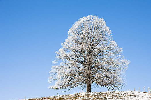 酸橙树,遮盖,白霜,冬天,巴伐利亚,德国