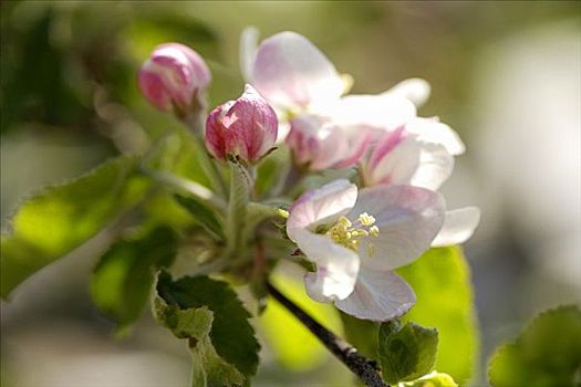 苹果花,品种,特写