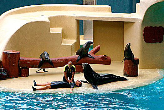 海狮,表演,公园,特内里费岛,加纳利群岛,2007年