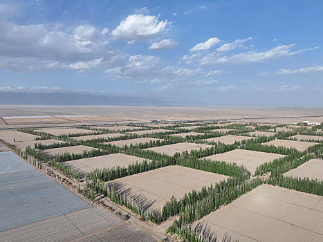 新疆哈密,大新疆的农田,就是这么美