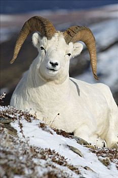 野大白羊,白大角羊,德纳里峰,国家公园,阿拉斯加,美国