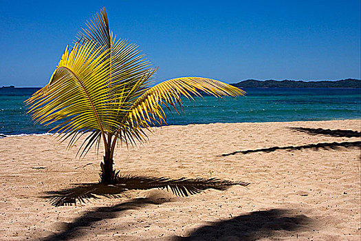 棕榈树,海岸线