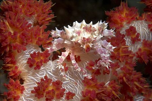 软珊瑚,螃蟹