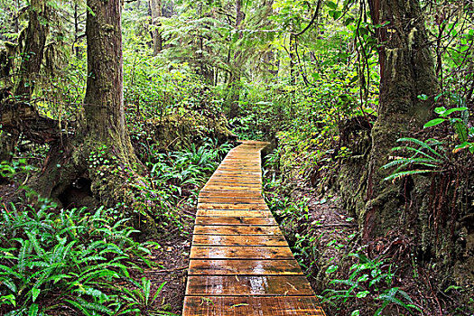 木板路,雨林,小路,环太平洋国家公园,温哥华岛,不列颠哥伦比亚省,加拿大