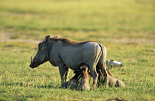 疣猪,吸吮,年轻,安伯塞利国家公园,肯尼亚,非洲