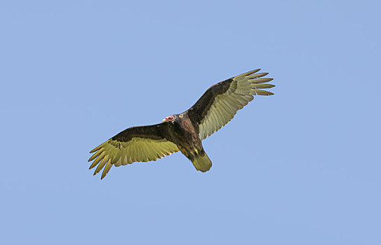 美洲鹫,红头美洲鹫,滑行,展翅