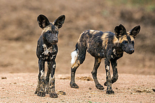 肯尼亚,两个,幼小,野狗,成熟