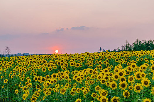 花海花田向日葵