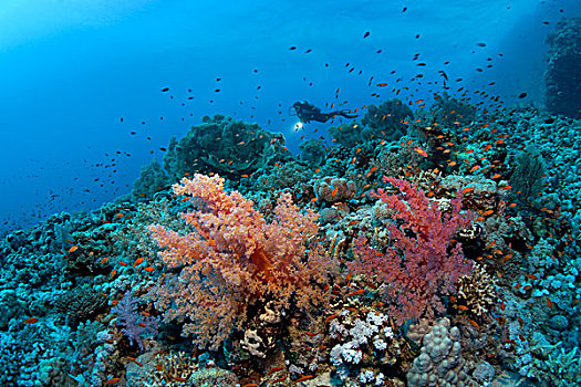潜水,游动,高处,珊瑚,繁茂,东方,高原,场所,软珊瑚,成群,红海,埃及,非洲