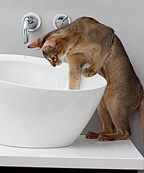 猫,看,水槽