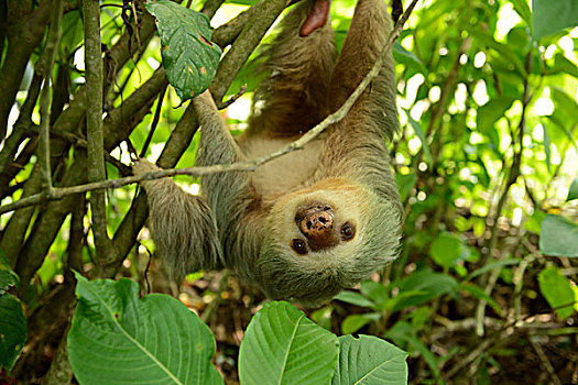 二趾树懒,悬挂,倒立,哥斯达黎加,中美洲