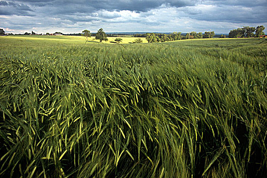 小麦,地点,阴天,天空,动感,模糊,风,吹