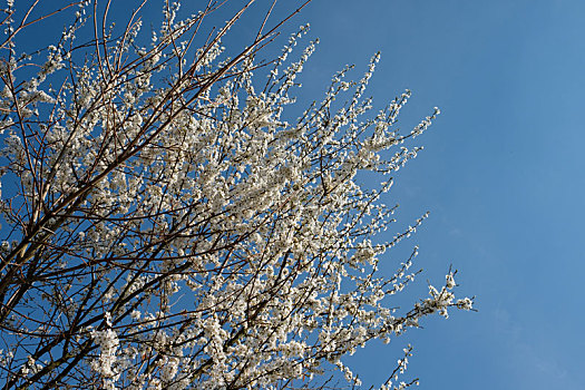 白花,春天,树