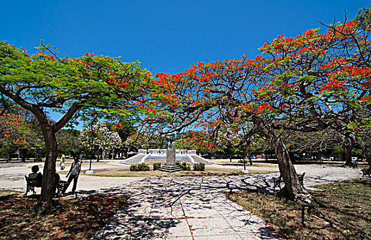 哈瓦那,古巴,漂亮,树,公园,市区,城市,附近