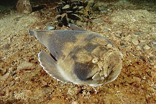 瞻生鱼,游动,挨着,海底,澳洲南部