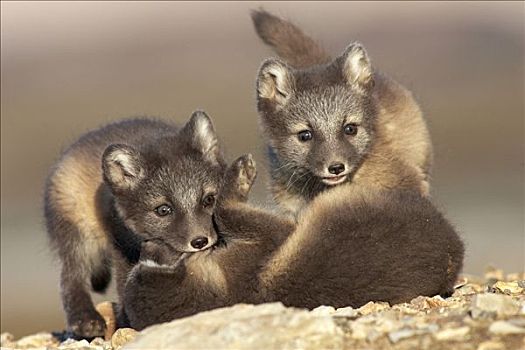北极狐,玩,斯瓦尔巴特群岛,挪威