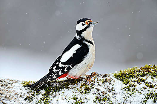 大斑啄木鸟,下雪,保加利亚,欧洲