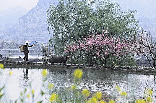 贵州安顺菜花