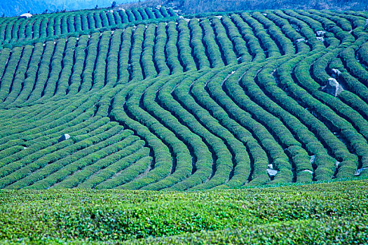 茶园,茶山,茶叶,翠绿,线条,绿茶,绿色,山