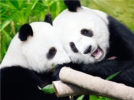 情侣,熊猫
