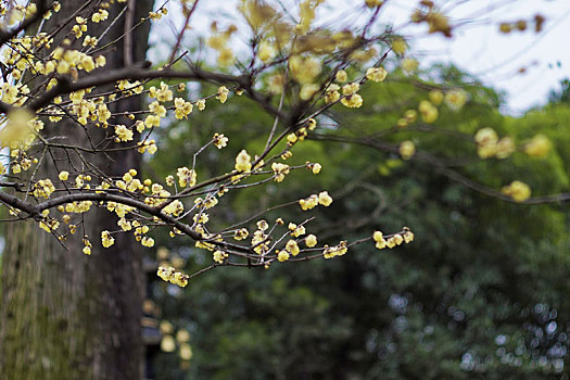 生活,花卉