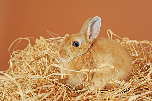 迷你兔,褐色,小动物,稻草,奥地利,欧洲