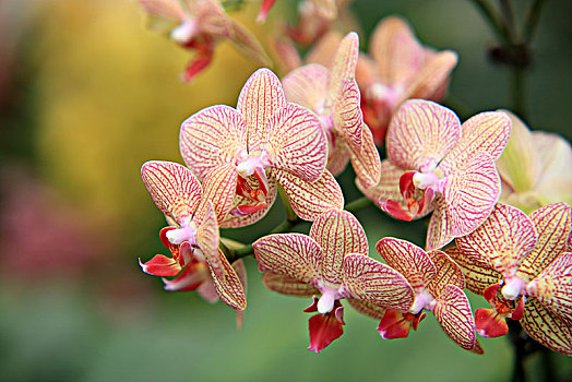 蘭花,蝴蝶蘭