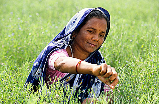 新,农业,农民,扁豆,农场,孟加拉,2001年