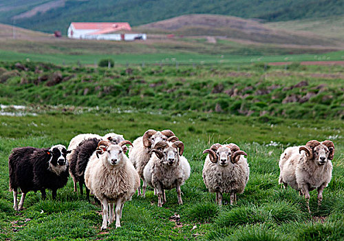 冰岛,绵羊,欧洲