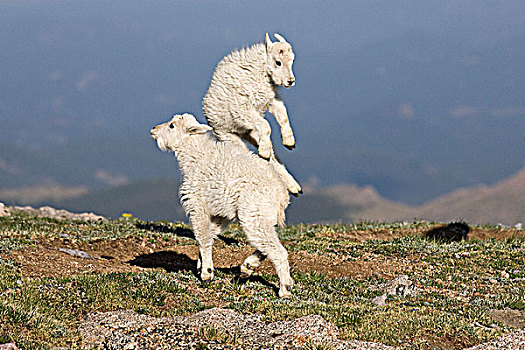 石山羊,雪羊,玩,自然荒野区,科罗拉多,美国