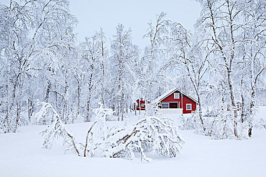 红色,屋舍,冬天,罗弗敦群岛,挪威,欧洲