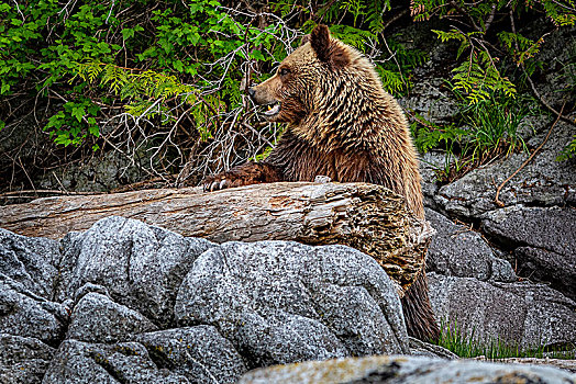 大灰熊,觅食,退潮,小湾,第一,领土,不列颠哥伦比亚省,加拿大