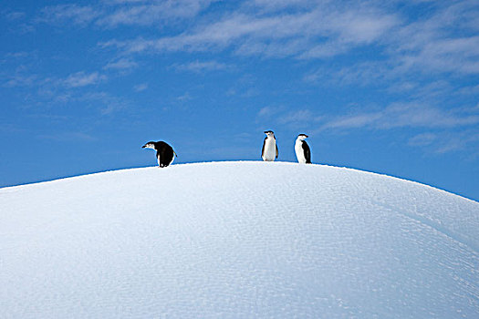 帽带企鹅,南极企鹅,群,冰山,大象,岛屿,南极半岛,南极