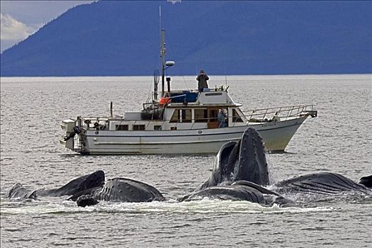 阿拉斯加,弗雷德里克湾,驼背鲸,大翅鲸属,青鱼,观鲸,船,后面