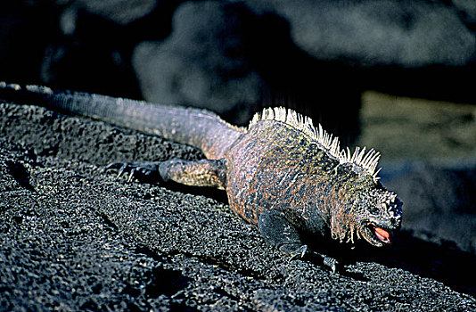 成年,雄性,海鬣蜥,费尔南迪纳岛,加拉帕戈斯,群岛,厄瓜多尔