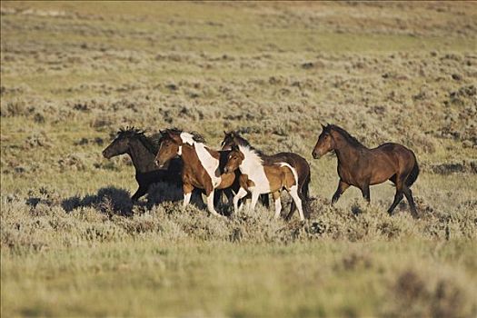 马,牧群,跑,普赖尔山野马放牧区,蒙大拿,美国