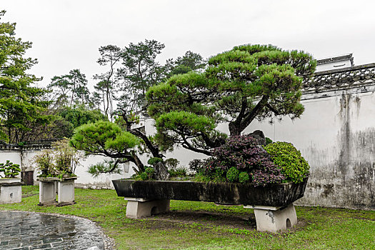 中国安徽省歙县棠樾鲍家花园松树大型盆栽