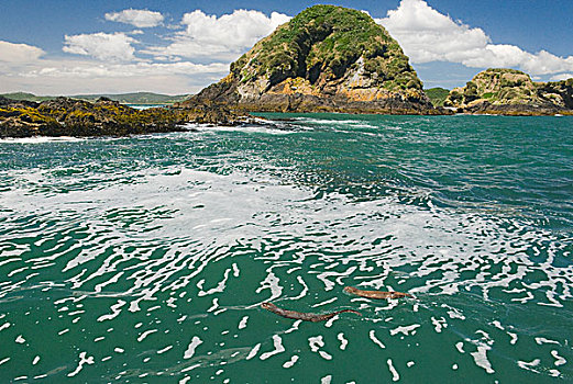 海洋,水獭,母亲,幼仔,游泳,奇洛埃岛,智利
