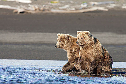 大灰熊,棕熊,岸边,卡特麦国家公园,阿拉斯加