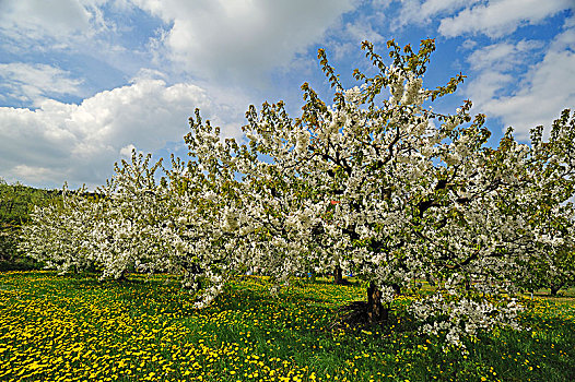 花,樱桃树,甜樱桃,草地,蒲公英,弗兰哥尼阶,瑞士,上弗兰科尼亚,巴伐利亚,德国,欧洲