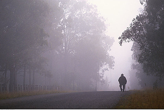 后视图,男人,走,途中,雾,新南威尔士,澳大利亚