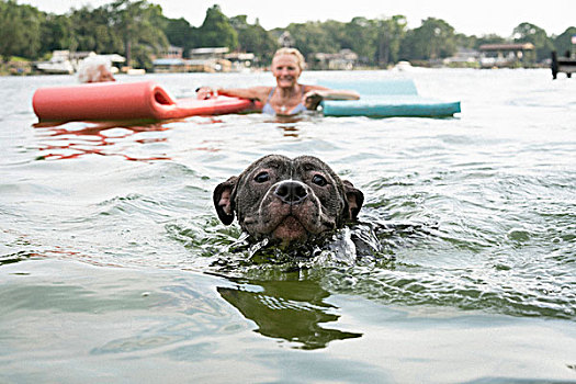 狗,游泳,湖,佛罗里达,美国