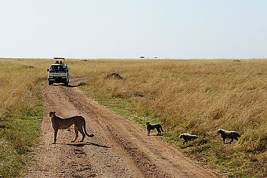 通过公路的野生豹群