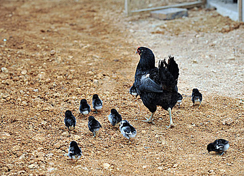 黑色,母亲,母鸡,幼仔,鸡