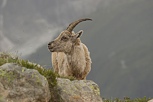 野山羊,阿尔卑斯山,靠近,夏蒙尼,法国