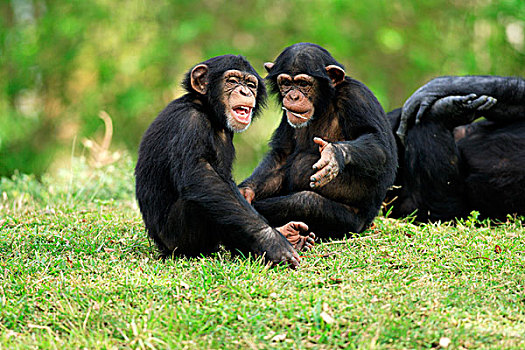 黑猩猩,两个,年轻,玩