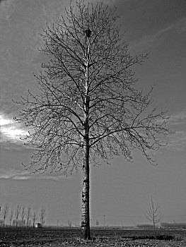 杨树,鸟巢,黑白图片,全景深