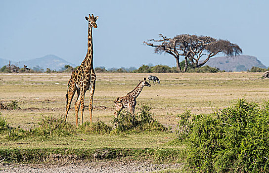 非洲,肯尼亚,户外,安伯塞利国家公园,马萨伊人,长颈鹿,马赛长颈鹿